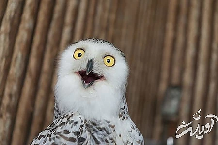 جدیدترین عکس های خنده دار،عکس های خنده دار حیوانات عکس های خنده دار از حیوانات, جدید ترین عکس های خنده دار